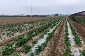连续3年受冻的马铃薯，还能救活吗？附补救方法和预防措施图片