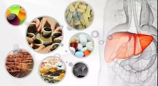 小分子肽对肝脏有害吗 2024年最新小分子肽对肝脏有害吗