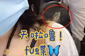 上海一女子乘地铁上班，偶遇蝴蝶停留在肩上，跟了一路不愿离去图片