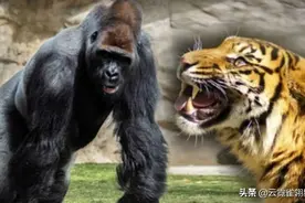 银背大猩猩那么厉害，如果它和老虎打一架，谁会是胜者？图片