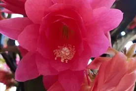 令箭荷花茎片乱？做好这3点，株型整齐又美观，花开艳丽如荷花图片