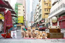 这5只柴犬，已成香港宠物标志，天王陈奕迅也是它们粉丝图片