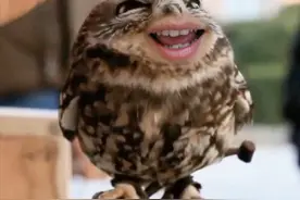 38个动物的奇葩特效动图，加上网络流行语，绝图片