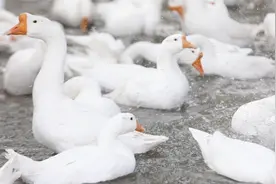 如何确诊鹅得了大肠杆菌？解剖后注意这几点，老张现场讲解