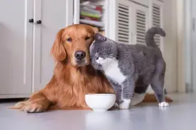 猫咪和狗狗可不是天生的冤家，宠物间的情感更纯粹，也更感人图片
