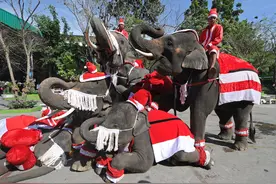 揭秘泰国“大象村”暗面：非法捕象，暴力驯服…庇护所成大象地狱图片