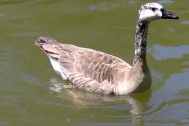 鹅与鸭杂交会有后代吗？已有人做出研究，并且优点良多图片