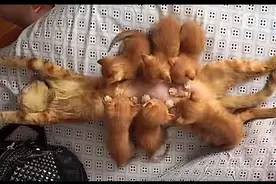 猫妈妈四脚朝天躺着喂奶，一脸生无可恋，小猫：这姿势很下饭啊图片