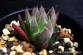 夜晚的植物花园，黑夜中的小精灵这么美图片