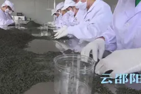 绥宁神农金康：兴起一方产业 造福一方百姓图片