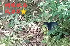 桂林山水人间仙境，岂容妖怪横行乡里——熏吾空五打蝴蝶妖圣图片