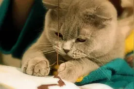 猫咪生病了，想用人用药，又不敢用？怎么办？图片