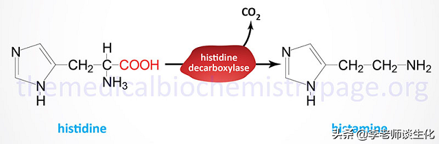 氨基酸衍生物代谢（三）