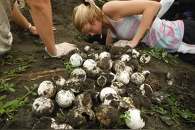 海滩边的居民齐聚沙滩挖白色球体，拖家带口搬运，政府称一举两得图片