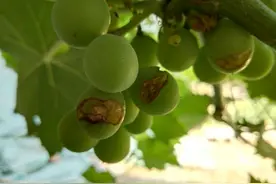 葡萄裂果与这几种原因有关？看你是否中招？图片