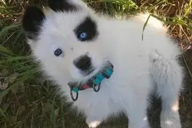 萨摩耶意外怀孕，主人看到崽子后感觉不妙：知道你爹是谁了图片