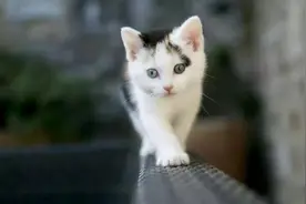 猫步并非都霸气而优雅，这只走姿搞笑的橘猫，背后的故事让人动容图片