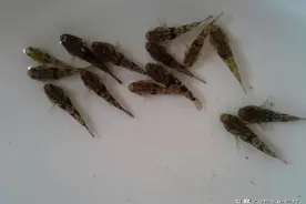 长相呆萌却凶猛，过去农民用来喂猫，如今160元/公斤，啥鱼？图片