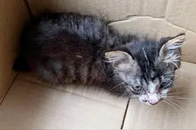 女子嫌小猫“太瘦”收养，照顾1年后猫突然发福，意外胖成网红猫图片