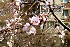 长春桃花怒放，香气怡人图片