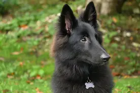 专治看狗就说：那个啥狗来的？常见54种狗狗图文解说图片