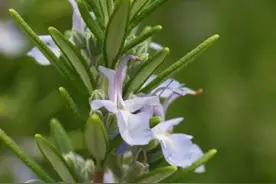 迷魂草觅硒图片