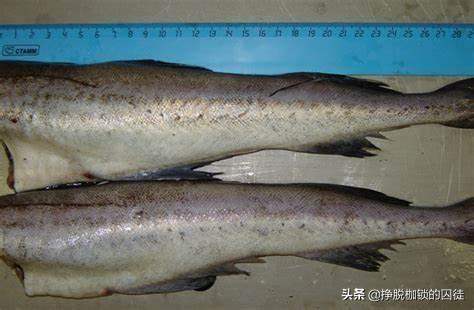 无头鳕鱼的营养价值 2026年无头鳕鱼的营养价值表