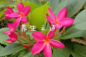 经常掉头发要怎么办？三味中药滋养营血祛风滋燥益精气图片
