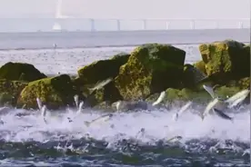 壮观！深圳湾再现鱼群竞跃 水产专家揭示背后四大原因图片