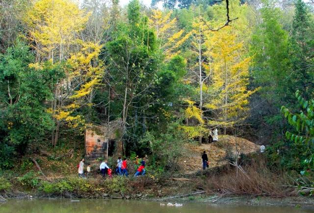 秋风吻尽银杏叶，艳遇醉美帽子峰
