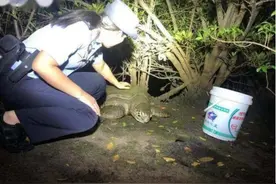 200斤绿海龟现身三亚，年龄已超百岁，流着眼泪向人类“求救”图片