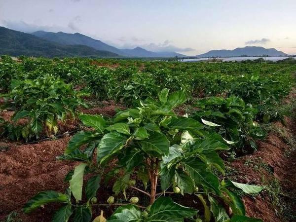 海南农业领军企业---东方嘉品源农业科技开发有限公司