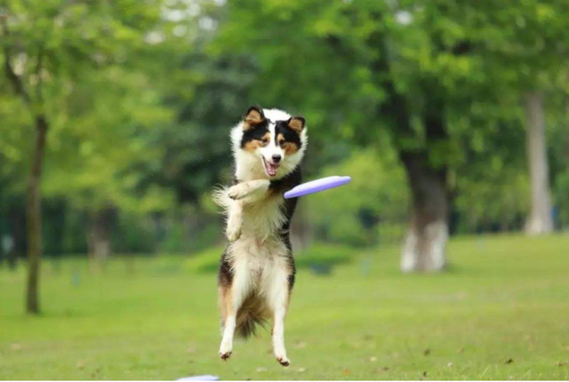 有红狗复合维生素B族溶液，宠物怎么会秃