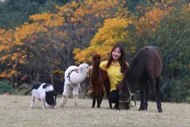 你的健身教练失业了，帮你家狗狗减肥的教练却月入N万图片