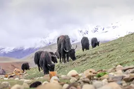神级小众旅游地，穿越横断山脉之心，格聂神山图片