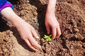 没种过地的人，你们知道辣椒秧苗怎么栽种不？图片