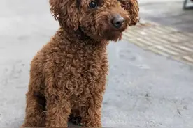 这真只是狗咬狗的事吗?图片