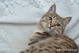 我的“猫咪咪”是只渣猫图片