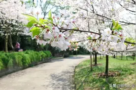 4月，在重庆体验春夏秋冬图片