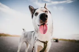 哈士奇，不建议新手饲养，这些理由能说服你吗图片