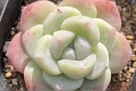 女孩养多肉有多“极端”？不是太肥、就是太瘦，男生：我会养黑腐图片