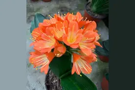 君子兰黄叶离不开这三点，恢复油绿挺拔，轻松开花图片