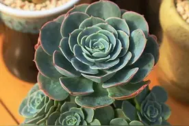 多肉植物玉蝶，繁殖能力虽强，盆栽却需这么办才能长满盆图片
