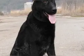 我的东德牧羊犬，威猛、帅气，值得拥有图片