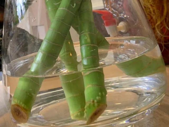 富贵竹这样养，四季绿油油，长到2米高，开花“又仙又香”