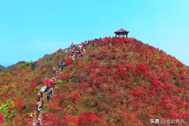 花儿别样红！探访龙岩这座“最美杜鹃山”图片