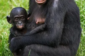 当交配成为社交手段，倭黑猩猩的交配和繁殖，奇怪的知识又增加了图片