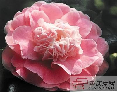 山茶花为何成“市花”“天时地利人和”占尽