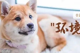 蚊香导致猫中毒？养猫养狗家庭如何做环境消杀图片