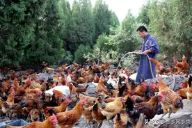 养鸡的成本与利润，算一算就知道怎么养鸡最赚钱图片